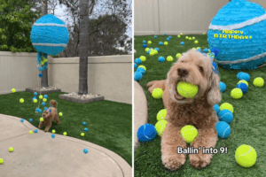 sampson plays with balls
