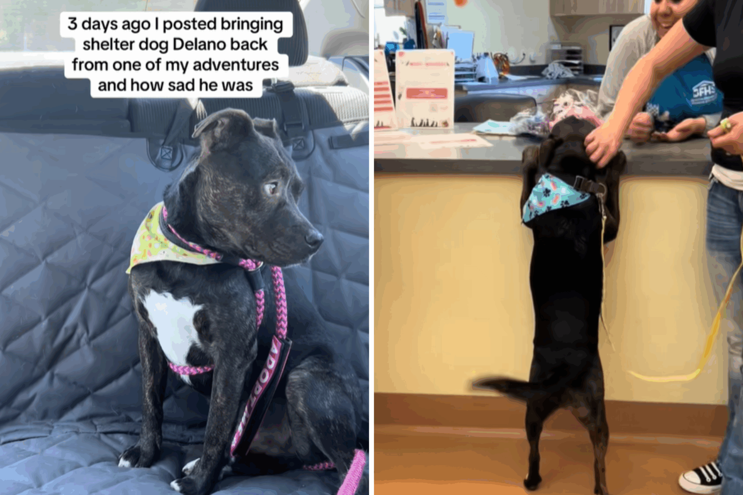 Delano gets adopted