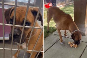Shelter dog Ginger