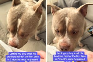Dog sniffs late sibling