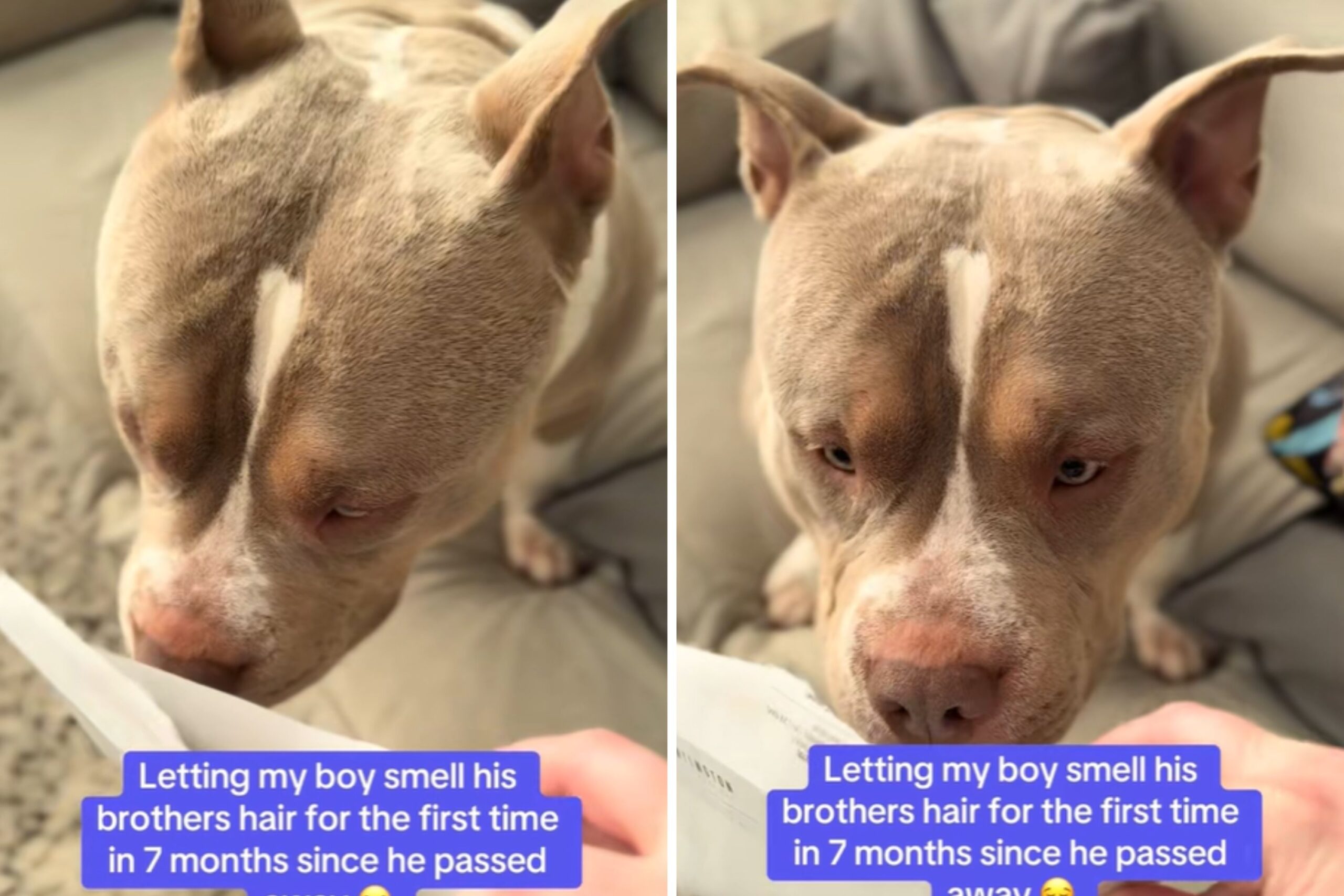 Dog sniffs late sibling