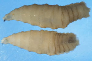 Screwworm