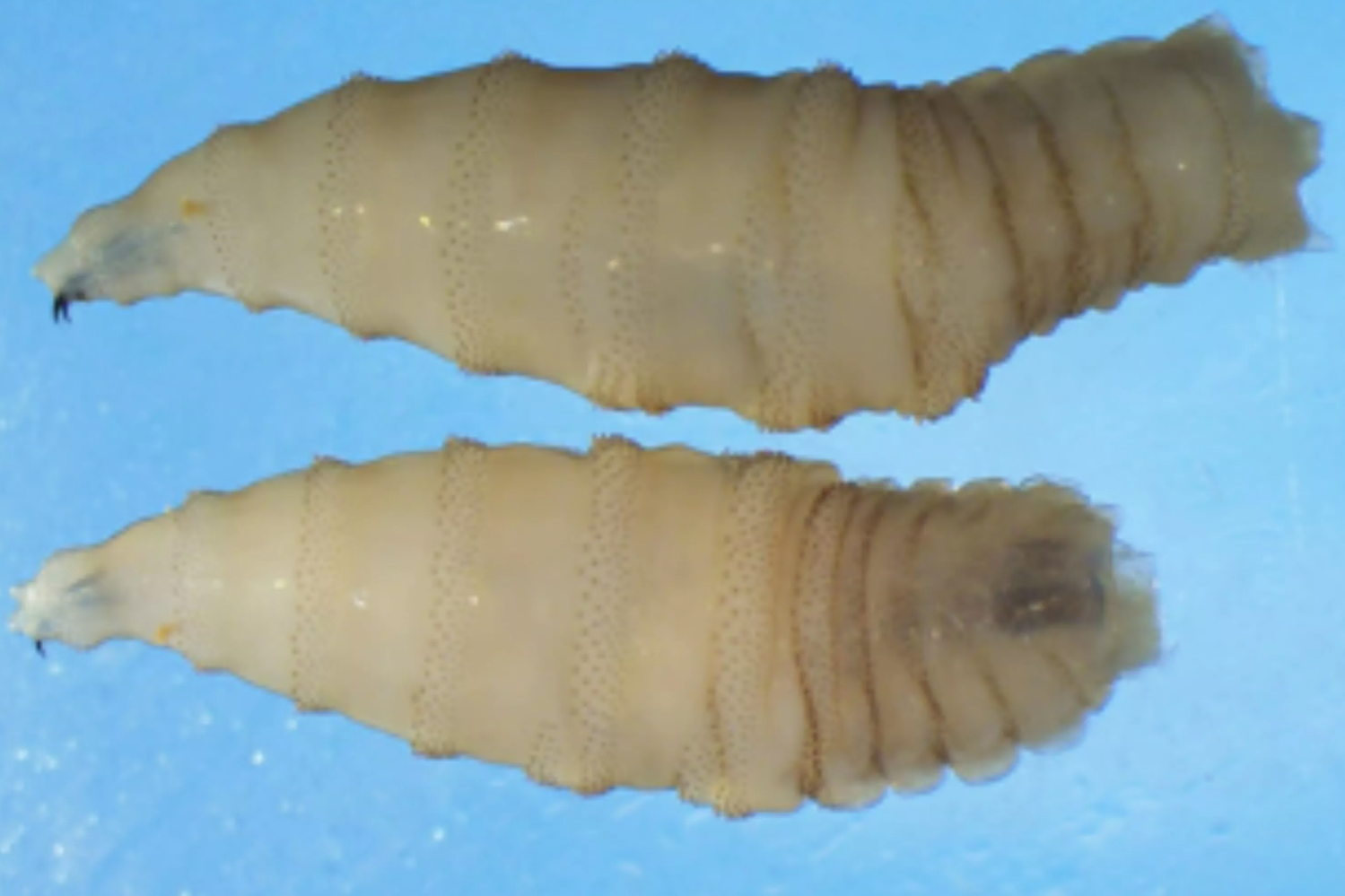 Screwworm