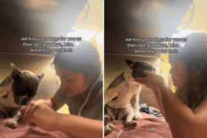 Vet tech with pet