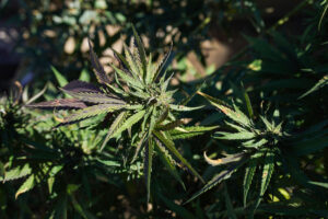 Marijuana Recalled For Fungus