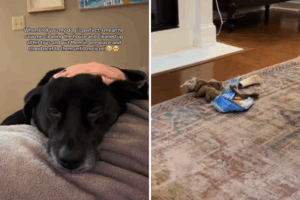 Koda