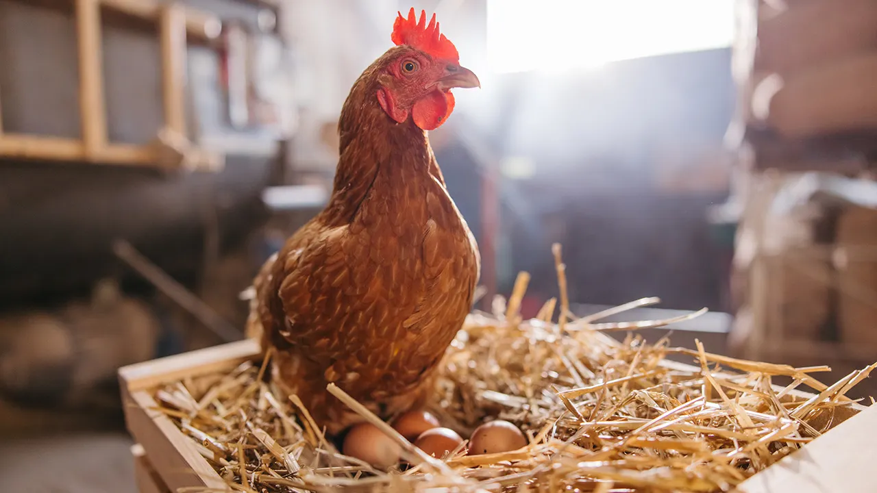 Backyard chicken raising gains popularity among Americans despite bird care challenges