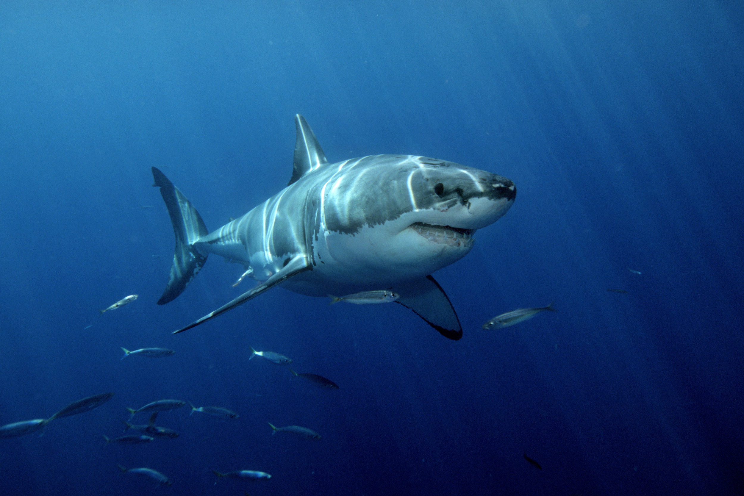 White Shark