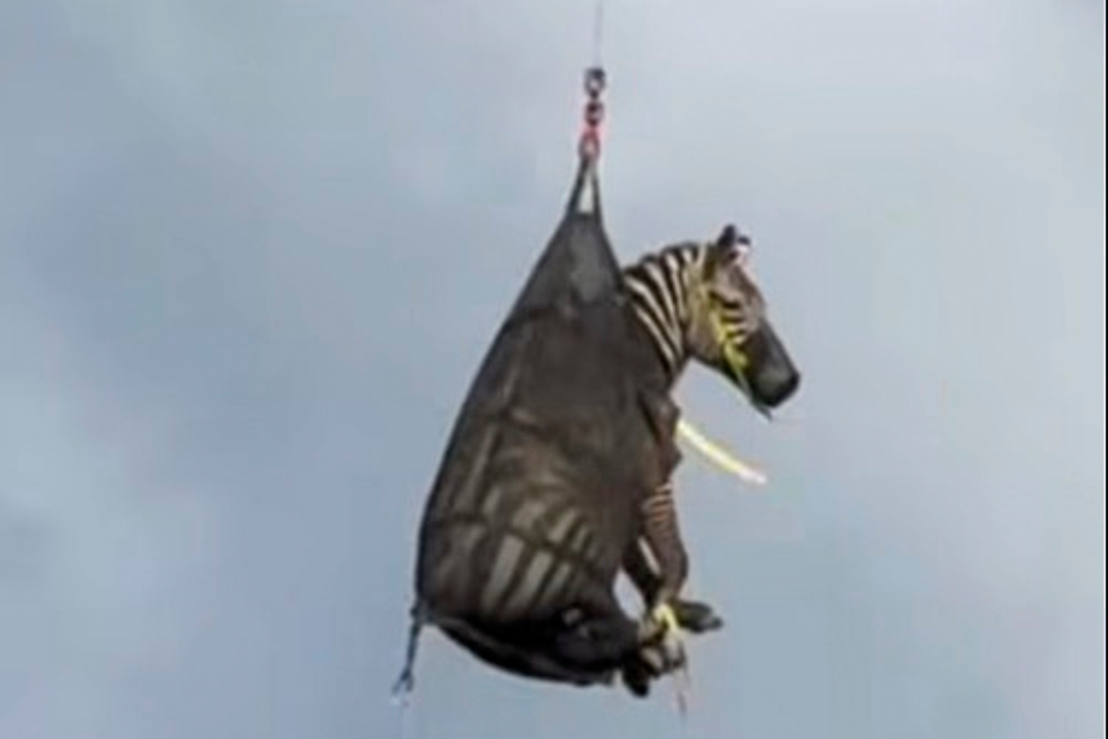 Ed the Zebra