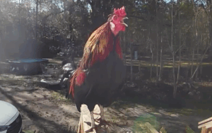 A rooster has the perfect plan.