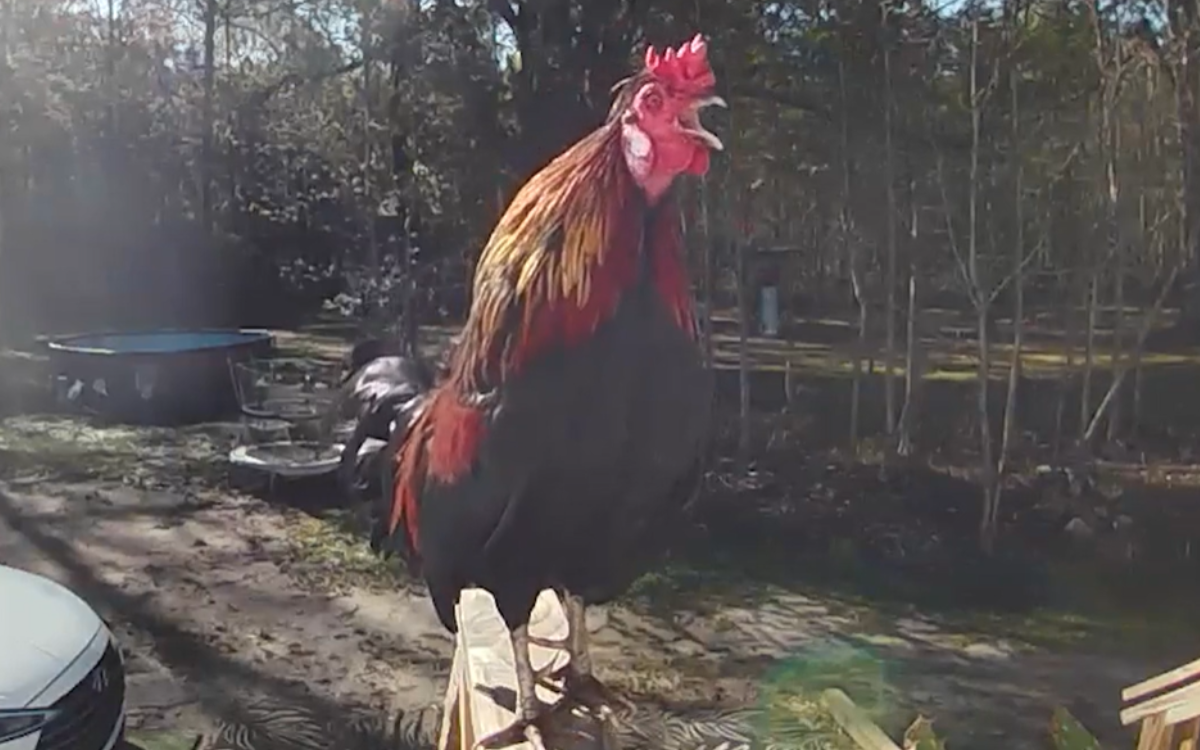 A rooster has the perfect plan.