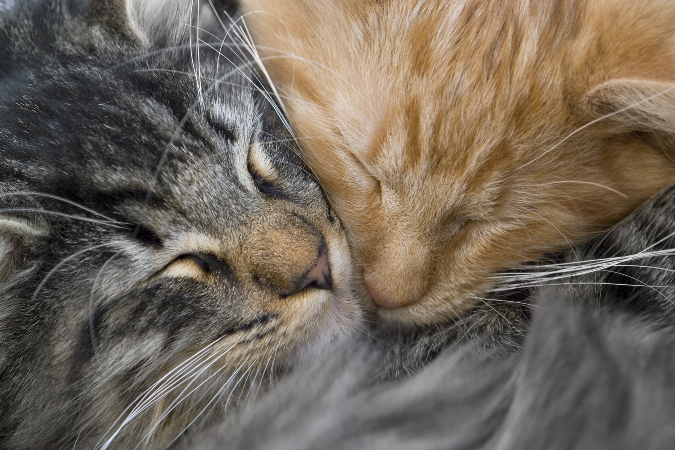 Two cats cuddling