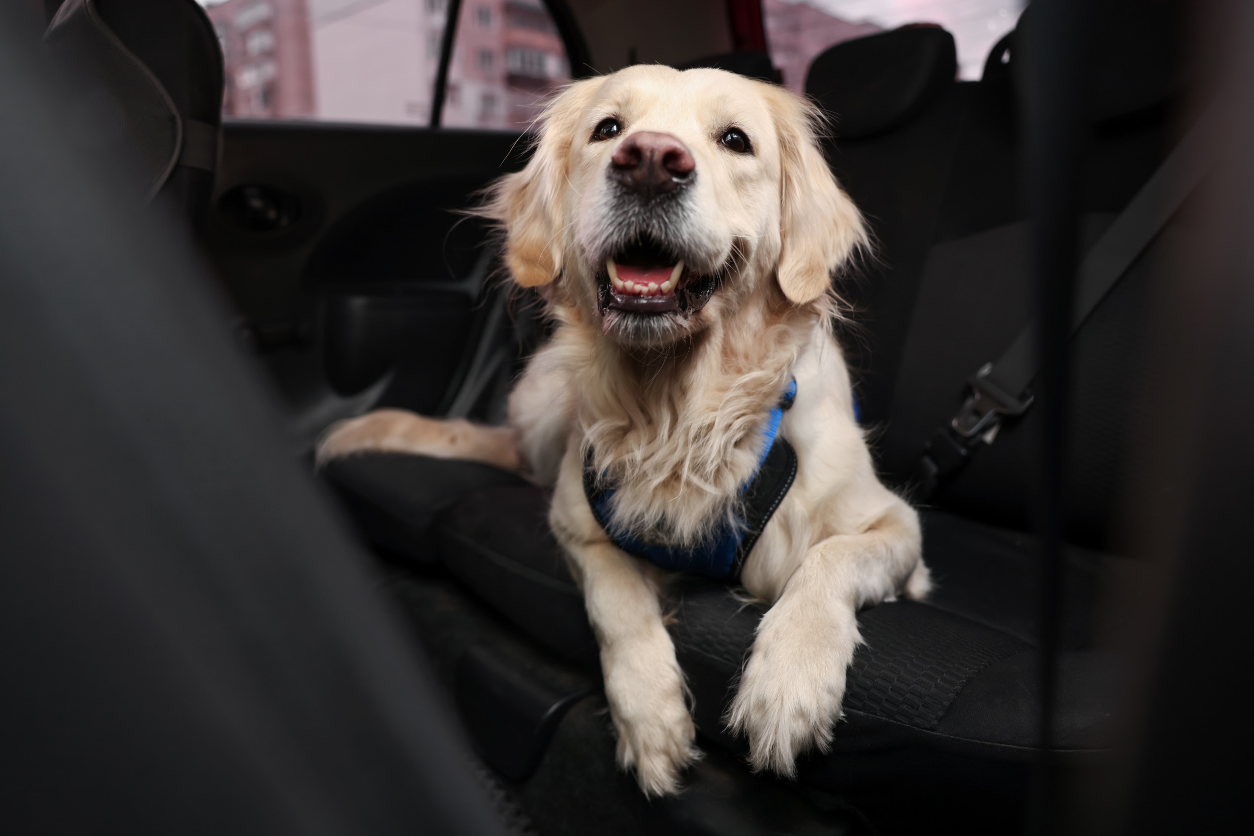 Labrador Retriever Sits In Car