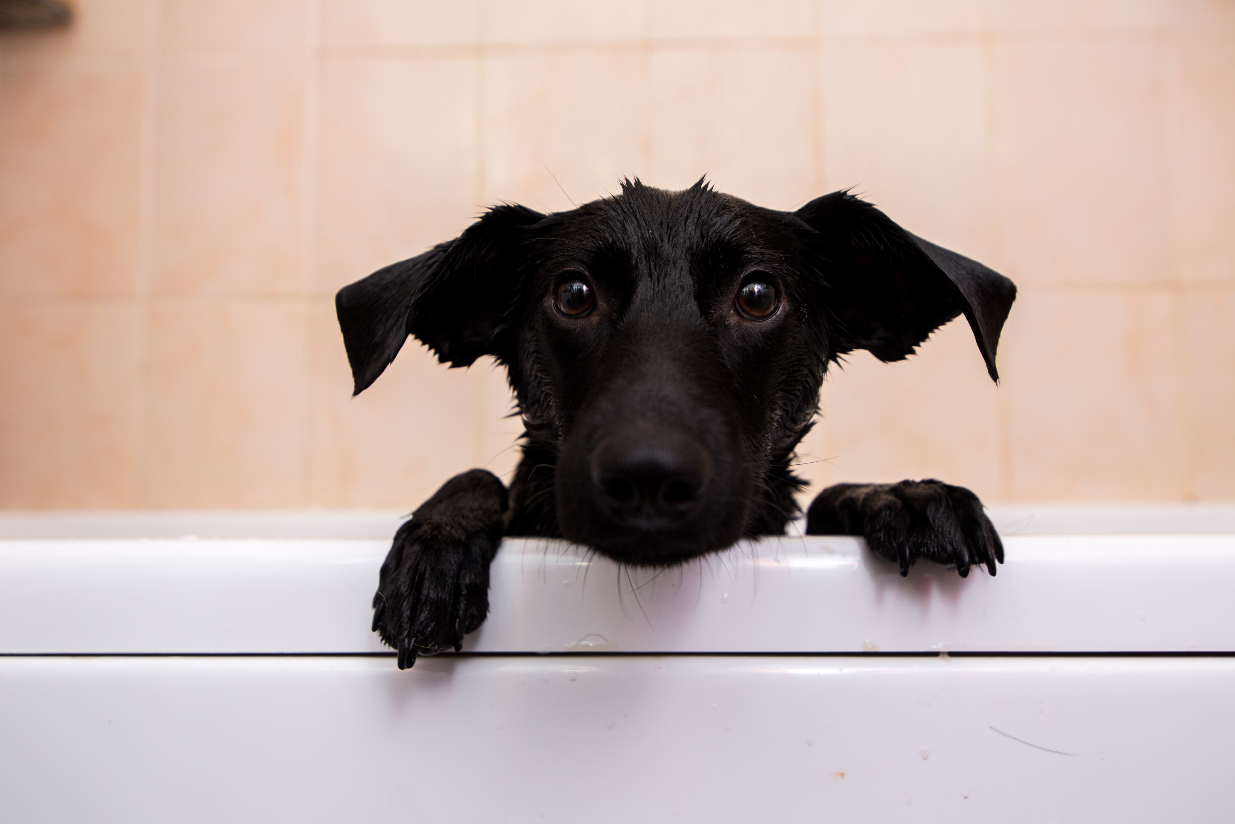 Dog peeking over edge of bathtub.