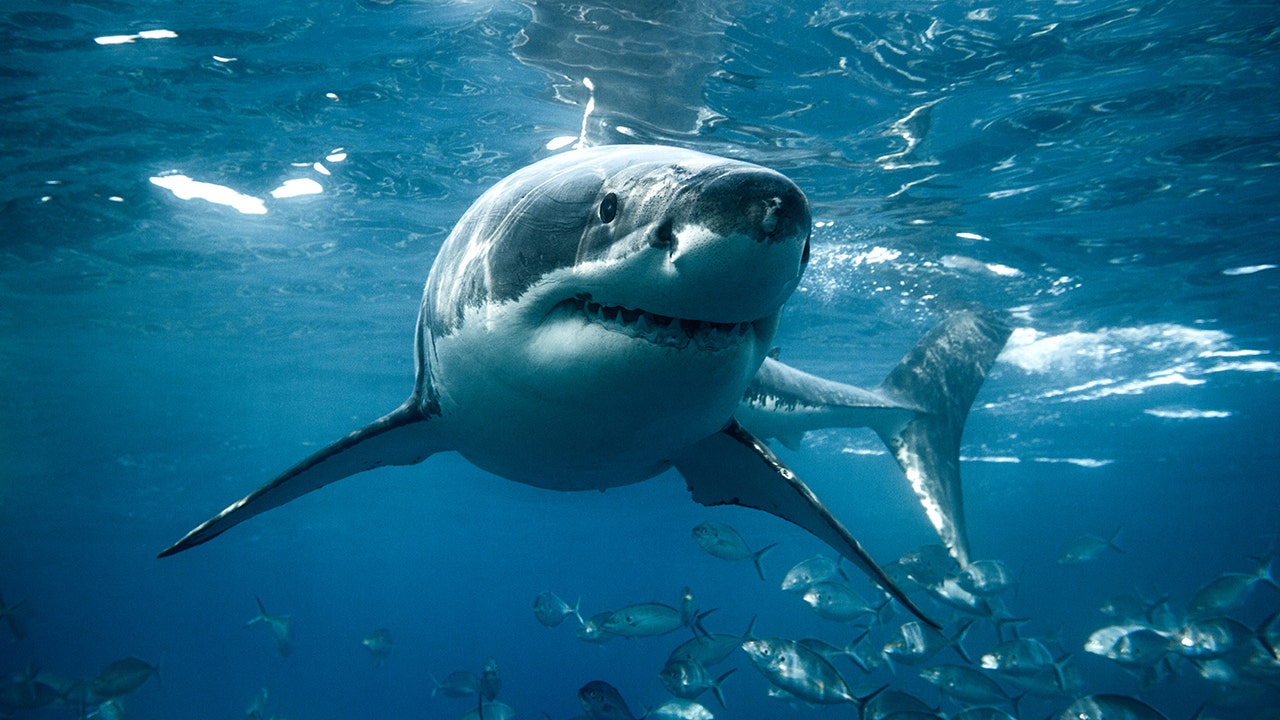 Marine biologist Forrest Galante offers tips to reduce shark attack fears