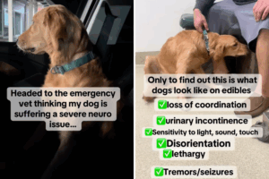 Split image of Leah the dog.