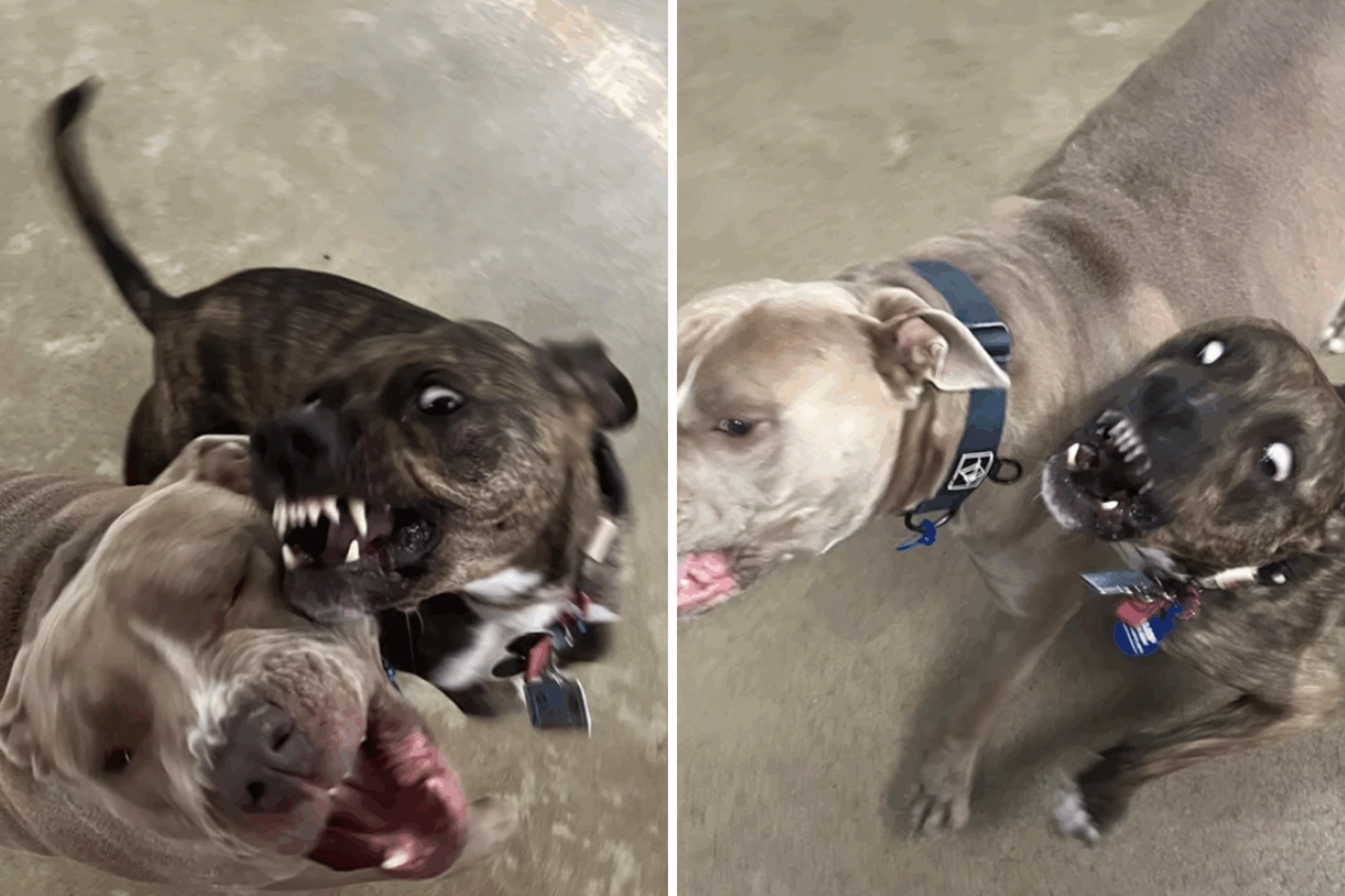 Tater and the Staffie.