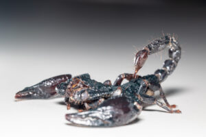 scorpions
