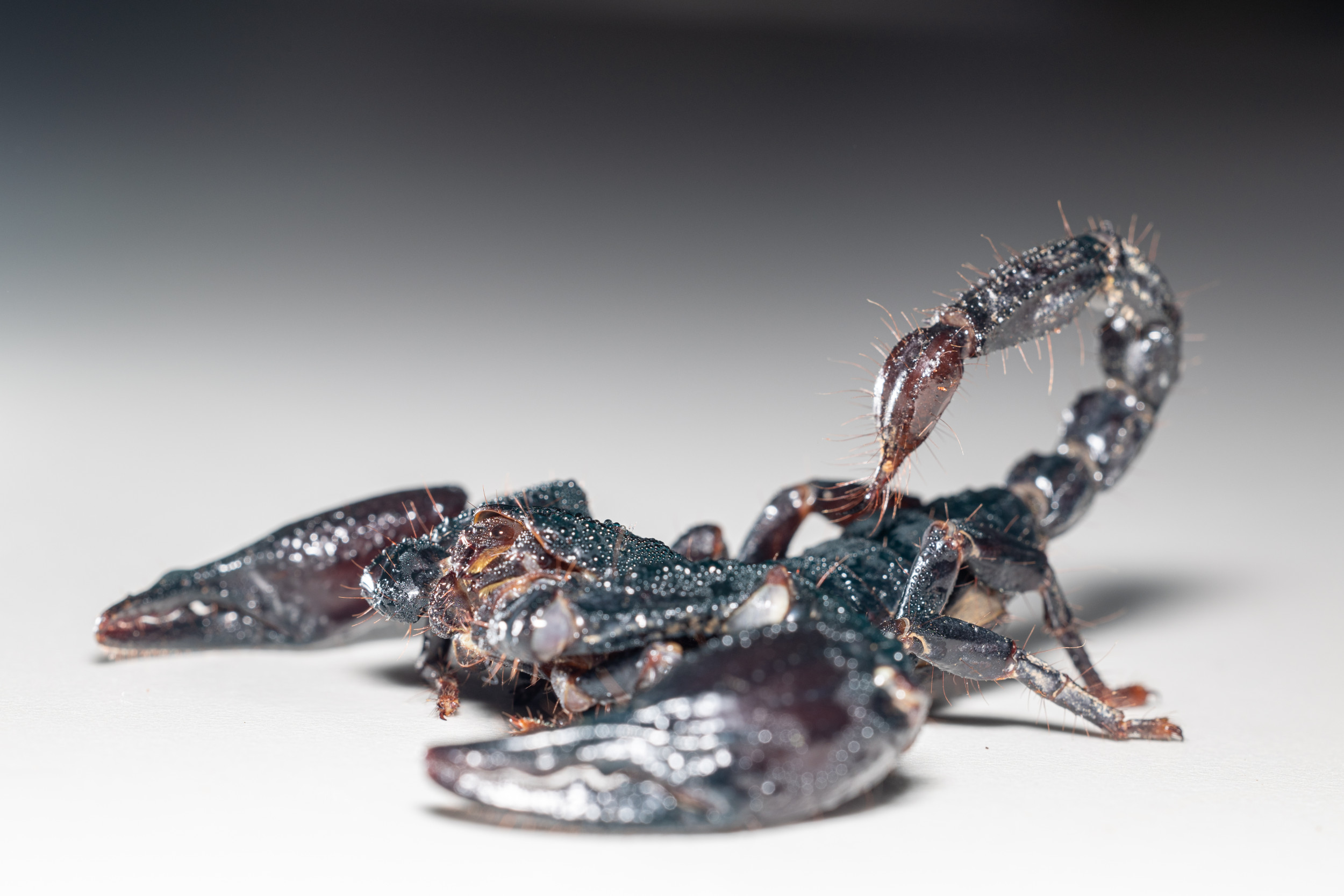 scorpions