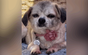 Molly the senior rescue dog.