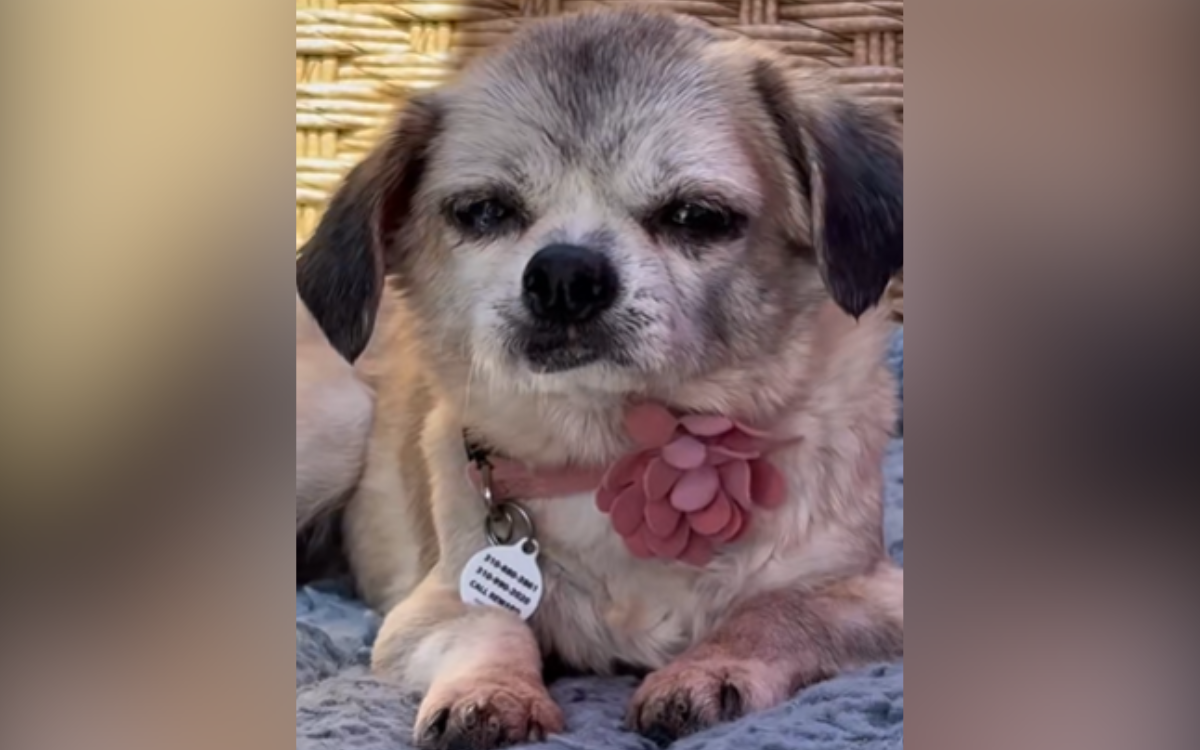 Molly the senior rescue dog.