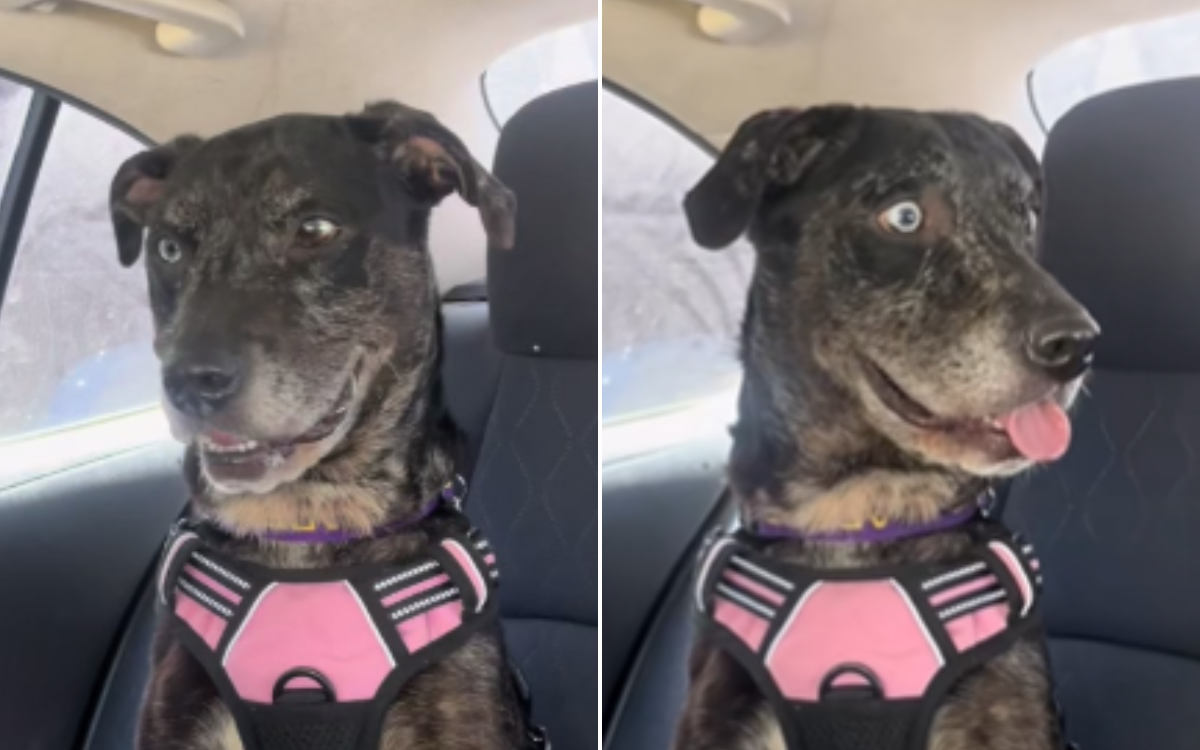Shelter dog Blue enjoyed a day out.
