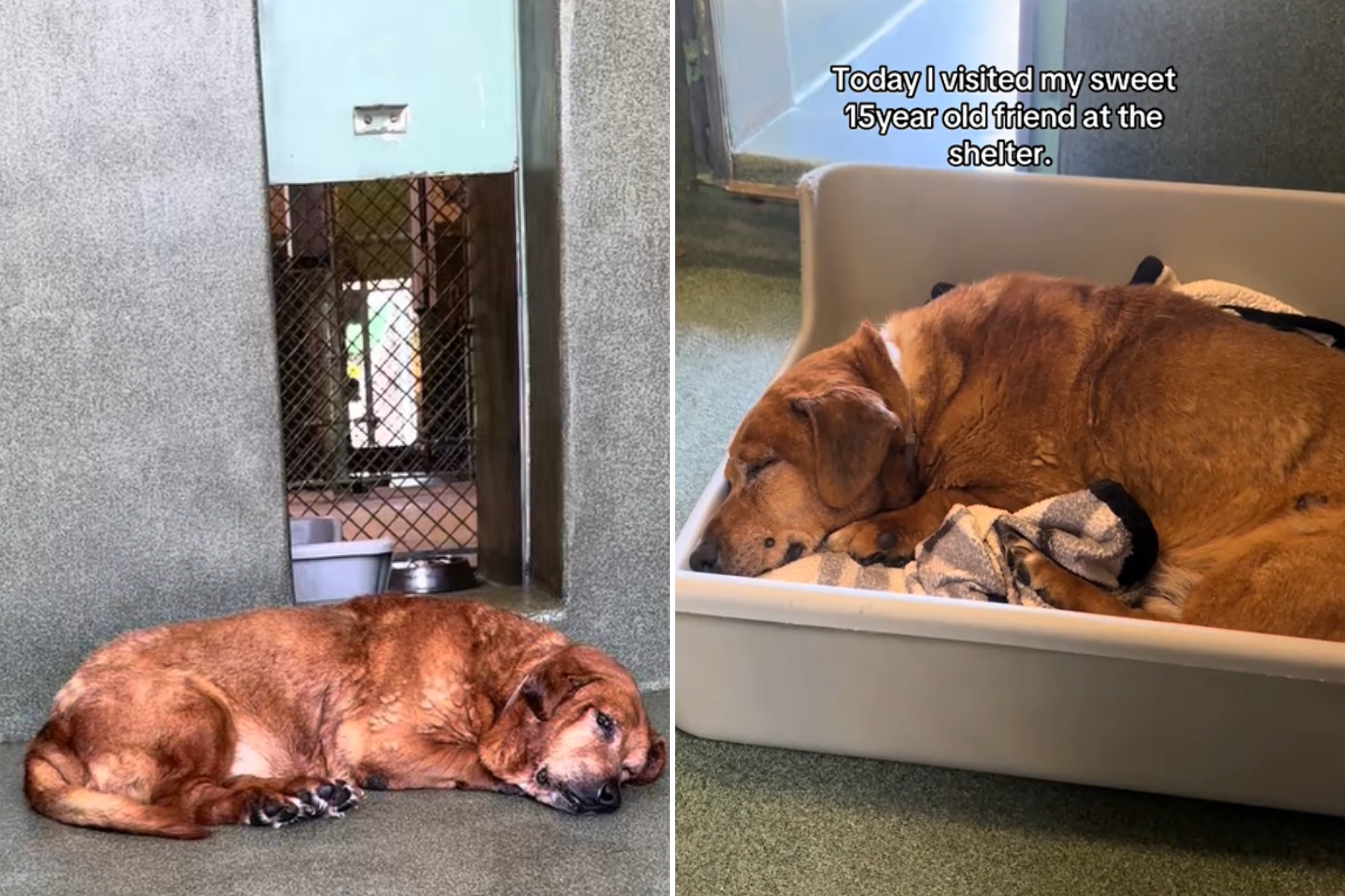 Shelter dog
