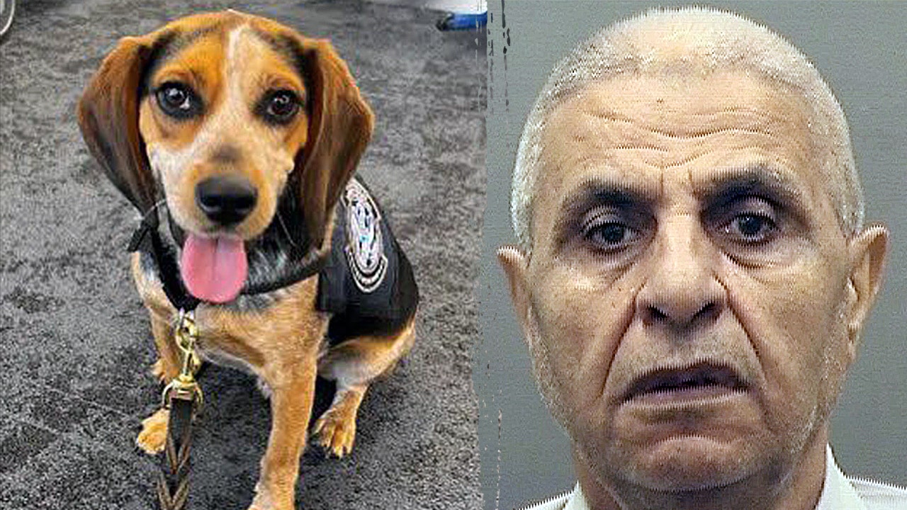 US Customs and Border Protection beagle recovering after being kicked at airport