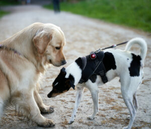 Two dogs greet each other