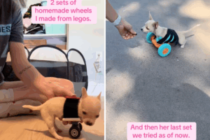 Split image of Belly the chihuahua.