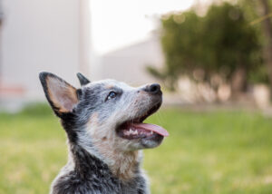 A stock image of a dog barking.