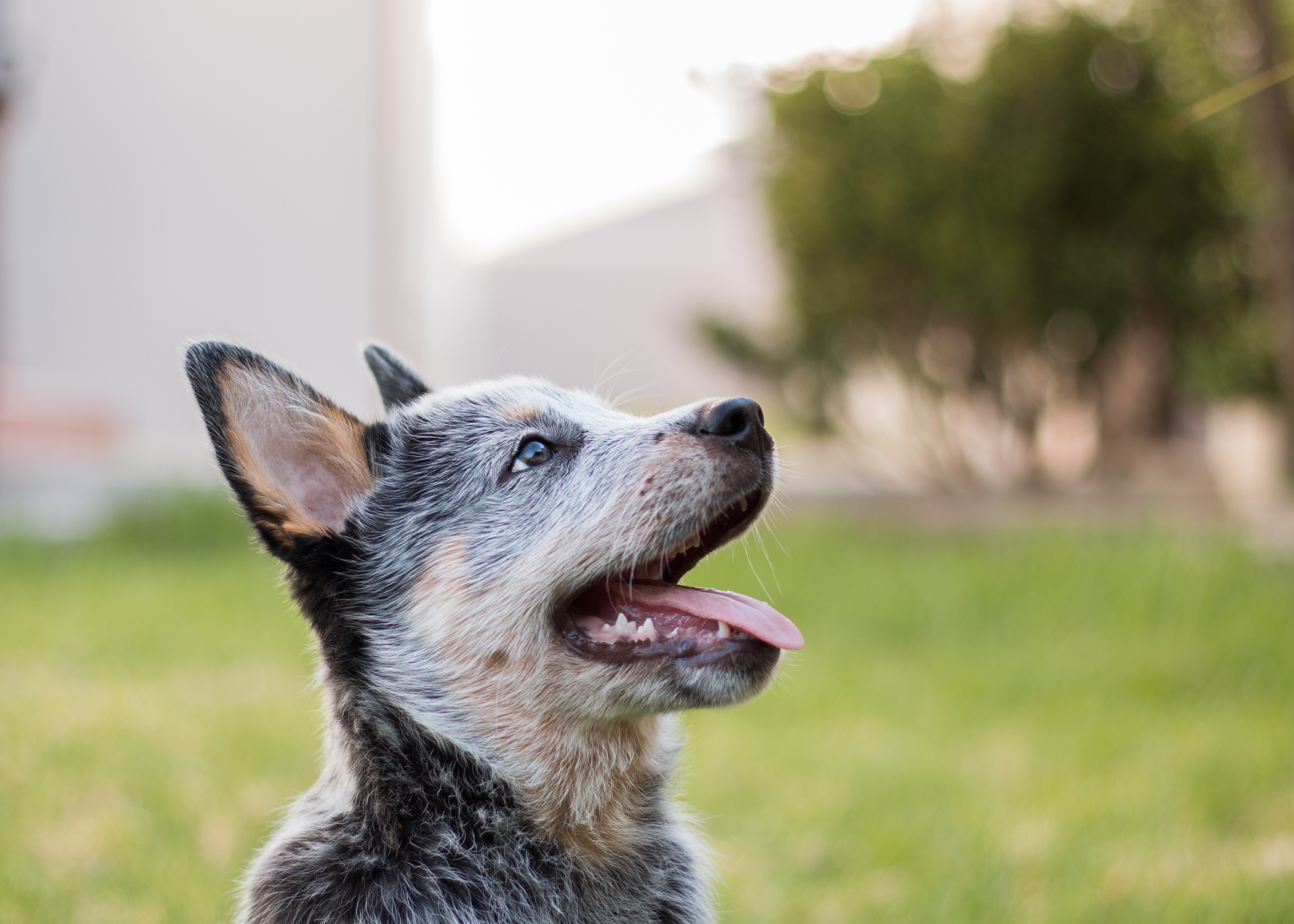 A stock image of a dog barking.