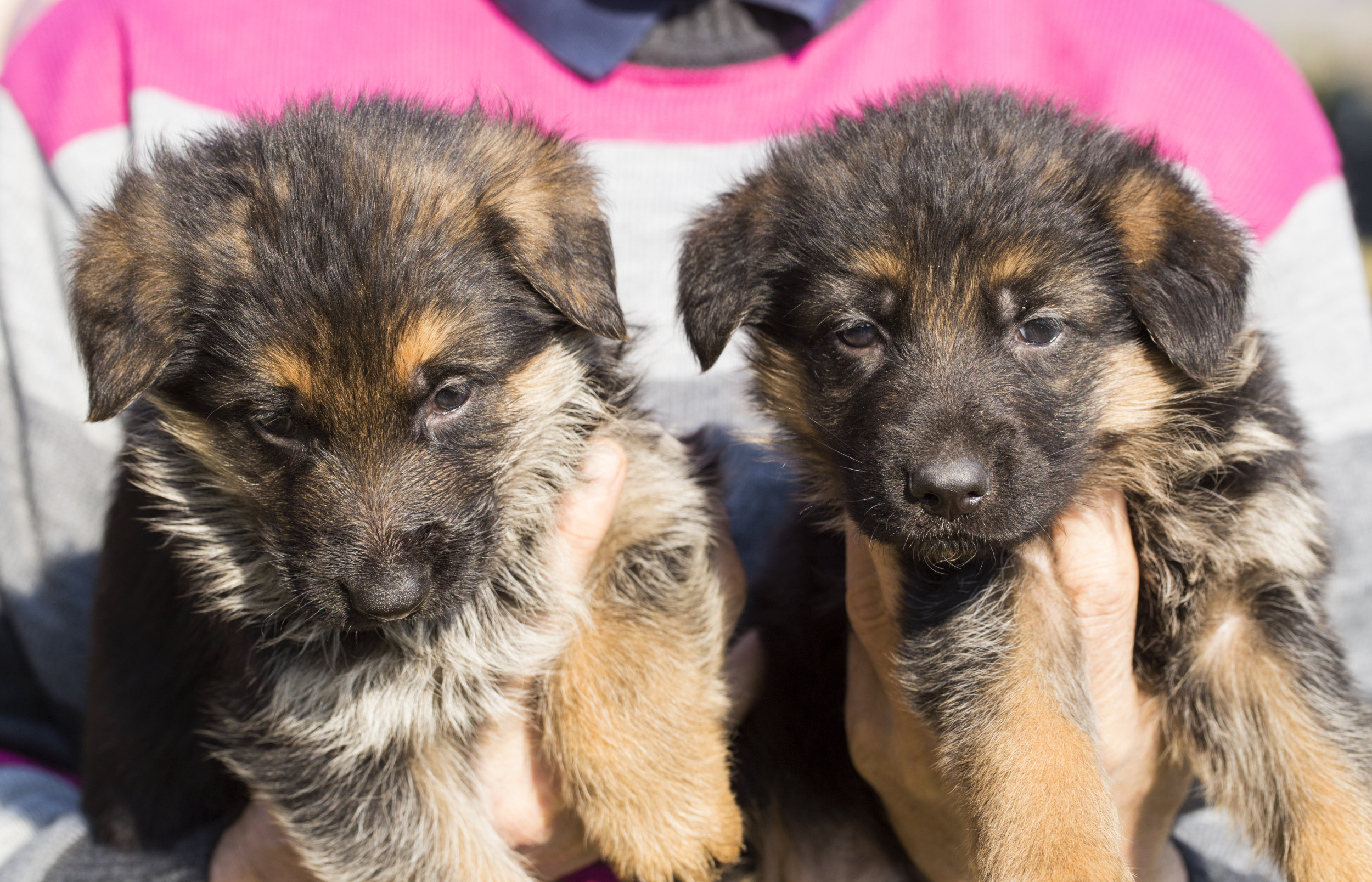 owner holding two German shepherd puppies