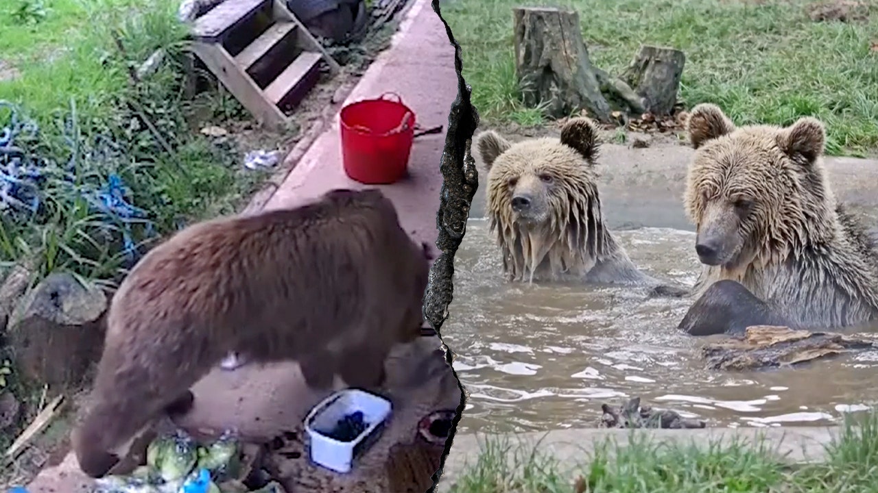 Young bears escape wildlife park enclosure, head straight for snacks