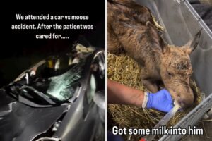 Paramedic saves baby moose