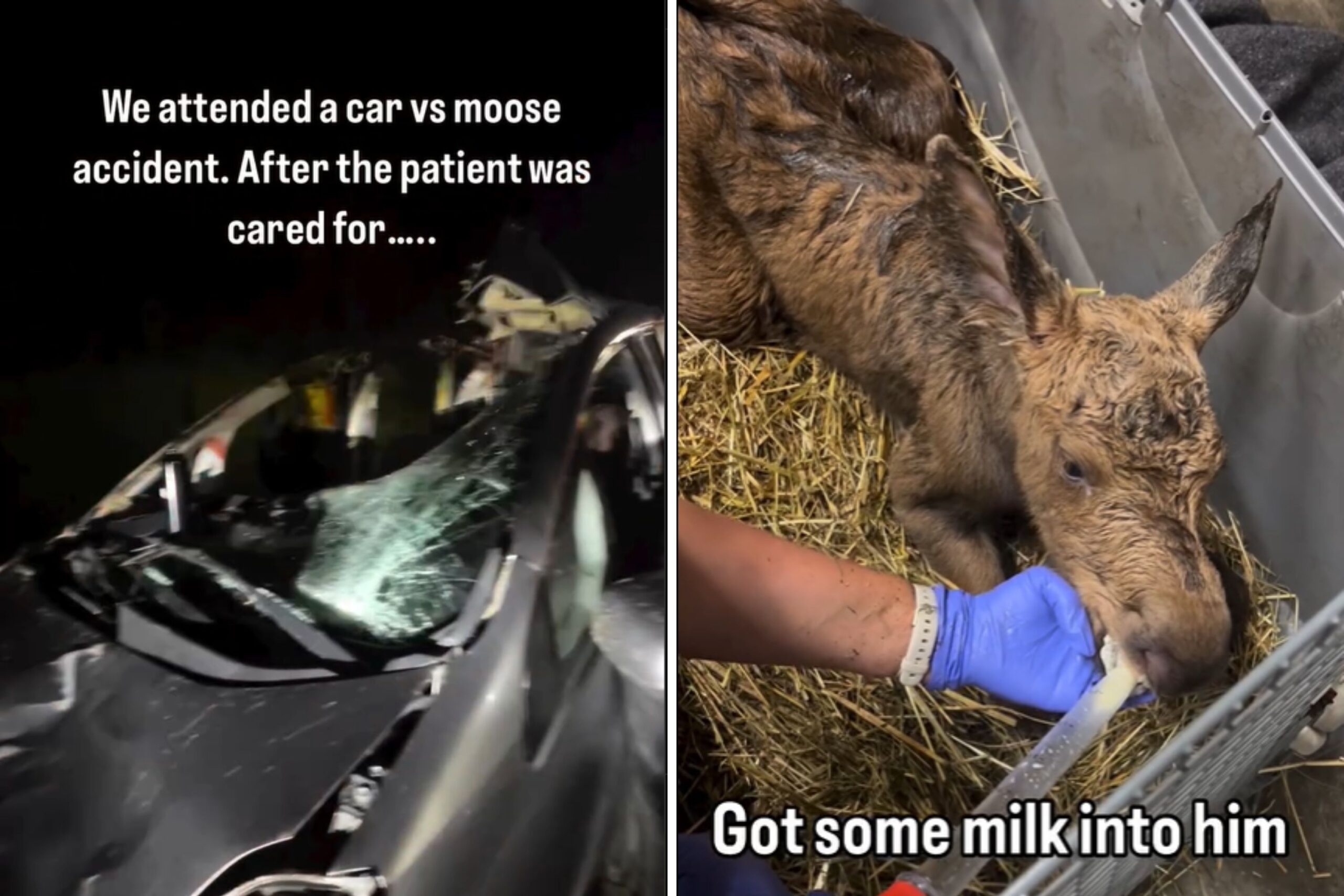 Paramedic saves baby moose