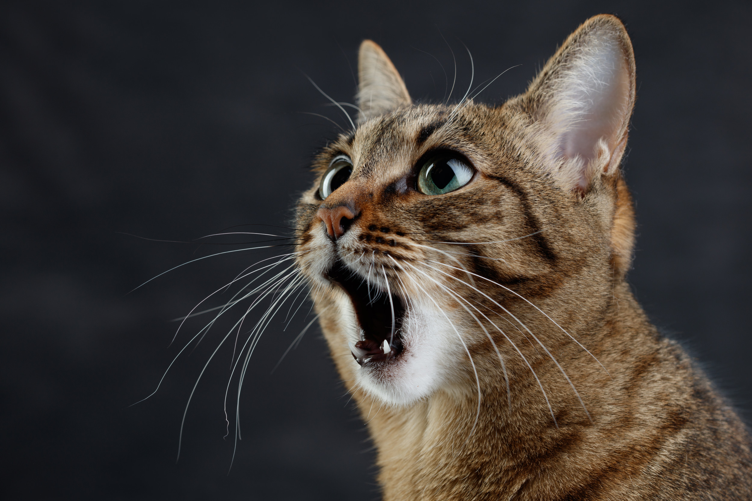 tabby cat surprised
