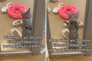 Kitten jumping up and down