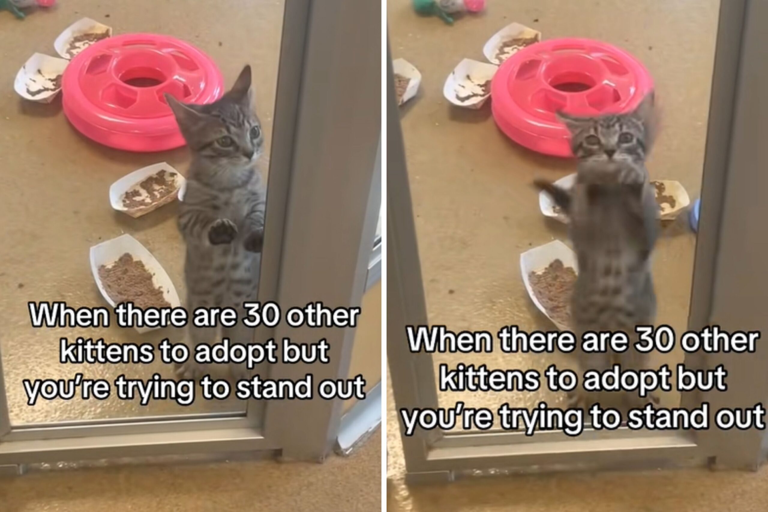 Kitten jumping up and down