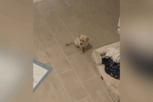 Stormi