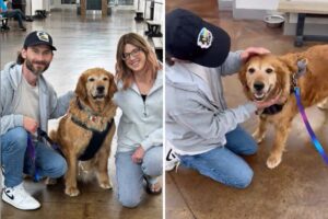 Couple adopts senior golden retriever
