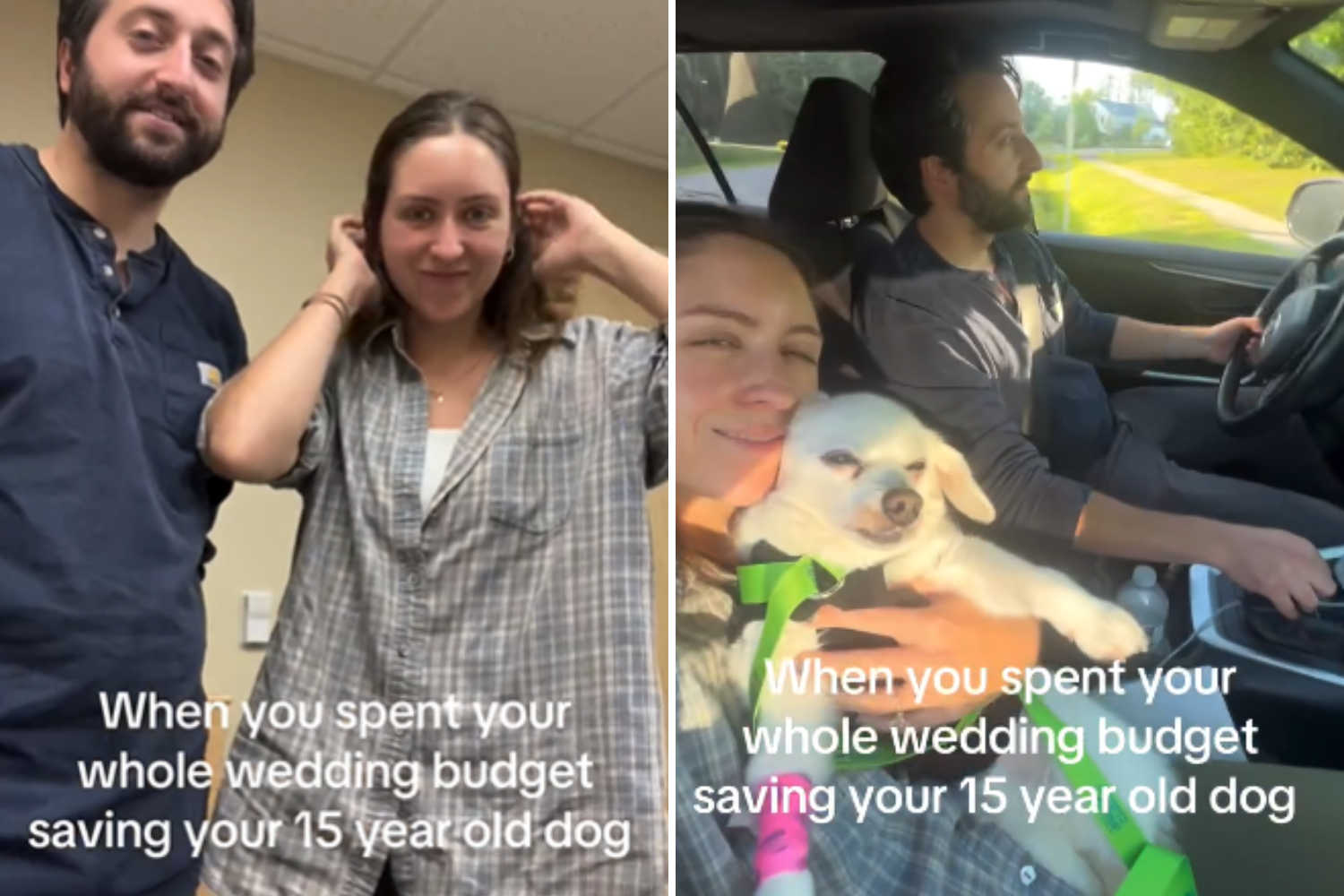 Senior dog