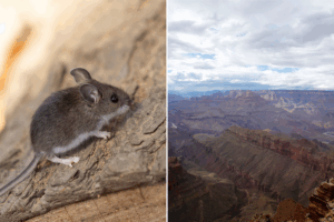 Grand Canyon New Disease