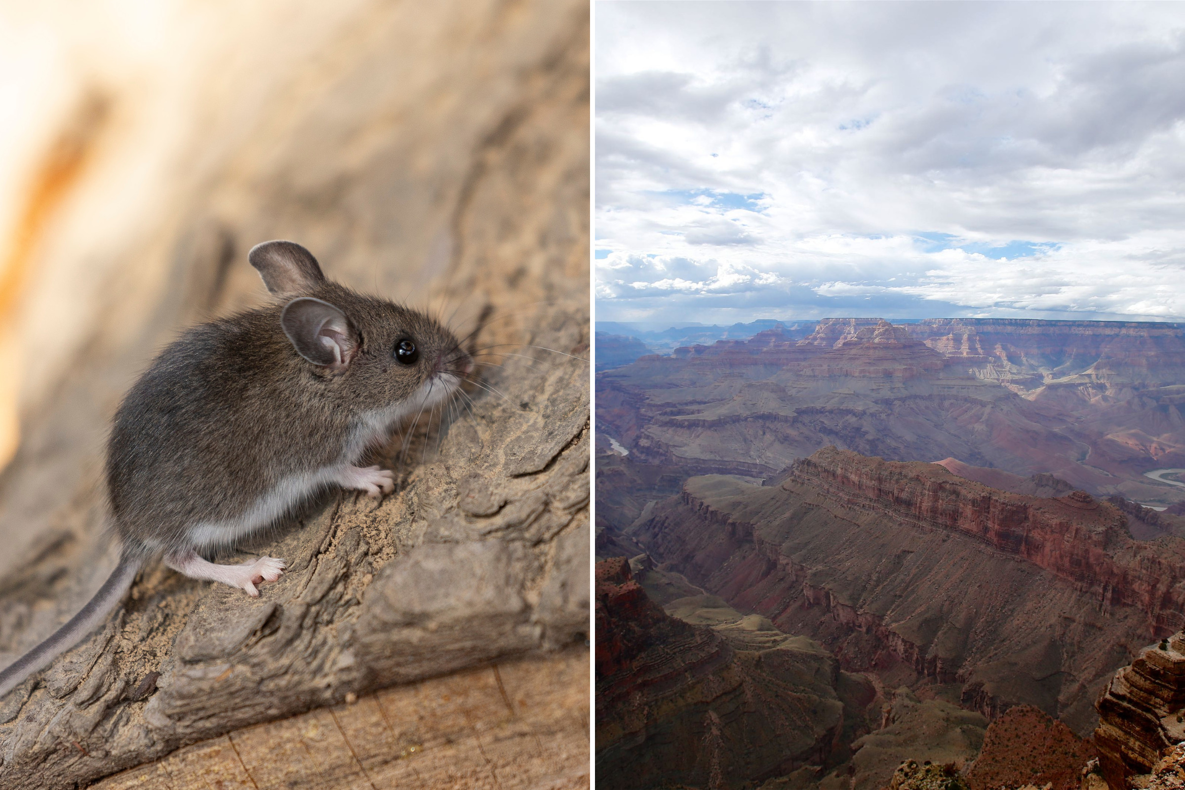 Grand Canyon New Disease