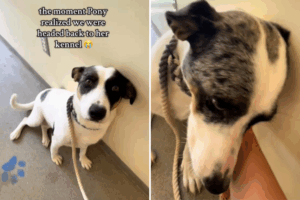Pony the dog