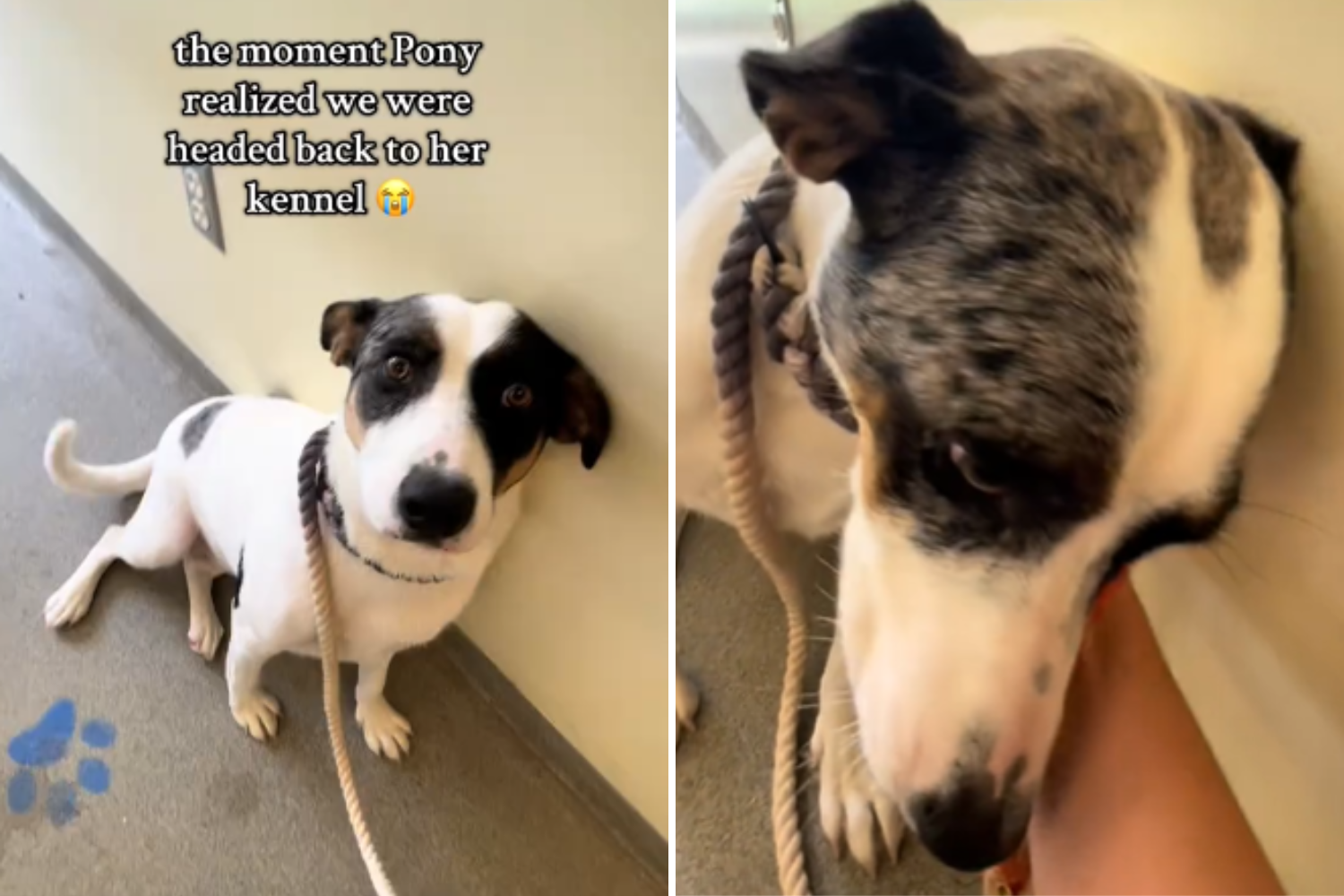 Pony the dog