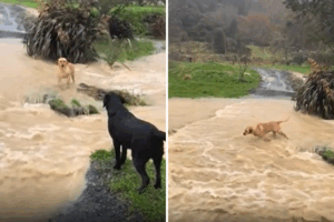 Dog rescue