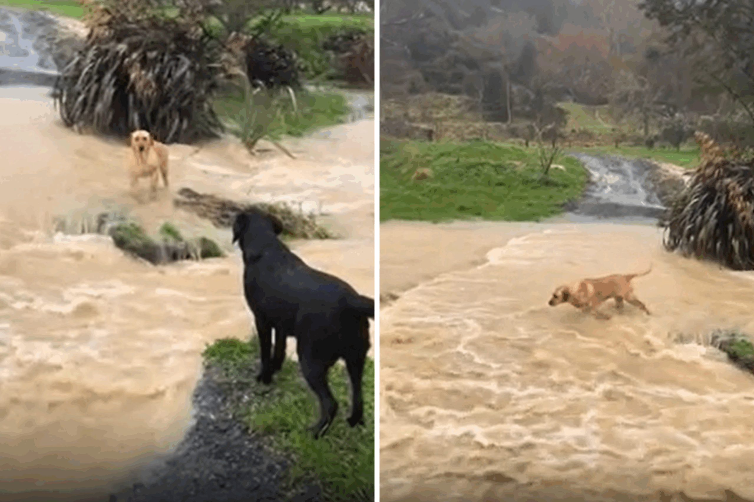 Dog rescue