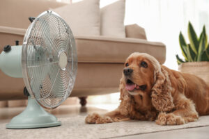 Dog Cools Down In Front Of Fan