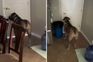 Dog staring at door